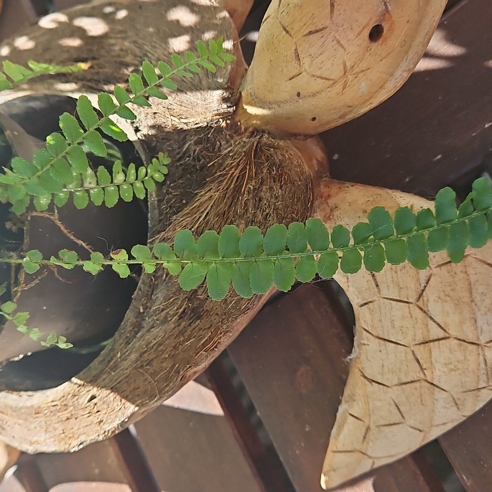 Coconut Turtle Planter - Picture 3 of 4